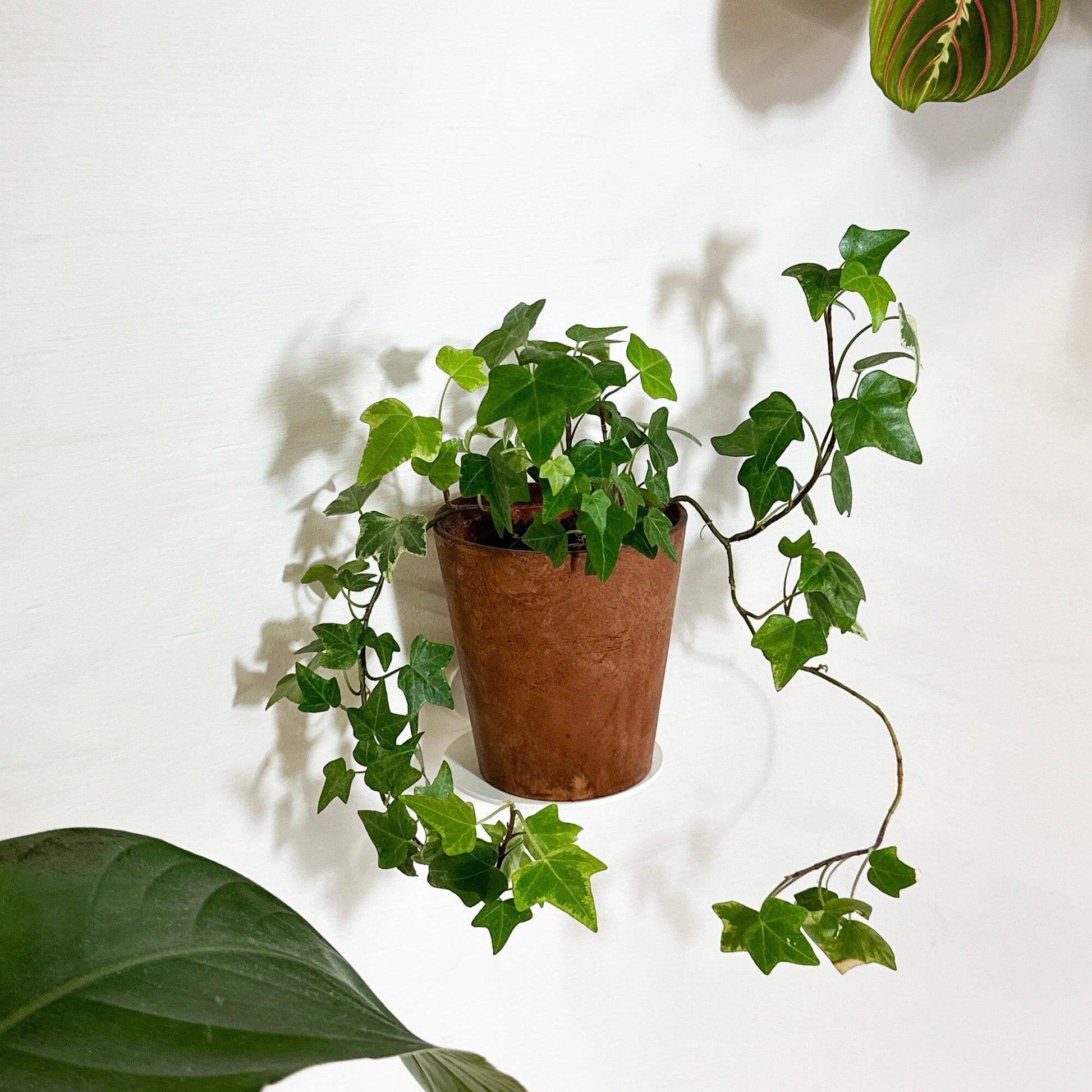 Befold plankje rond, 9cm, wit Befold